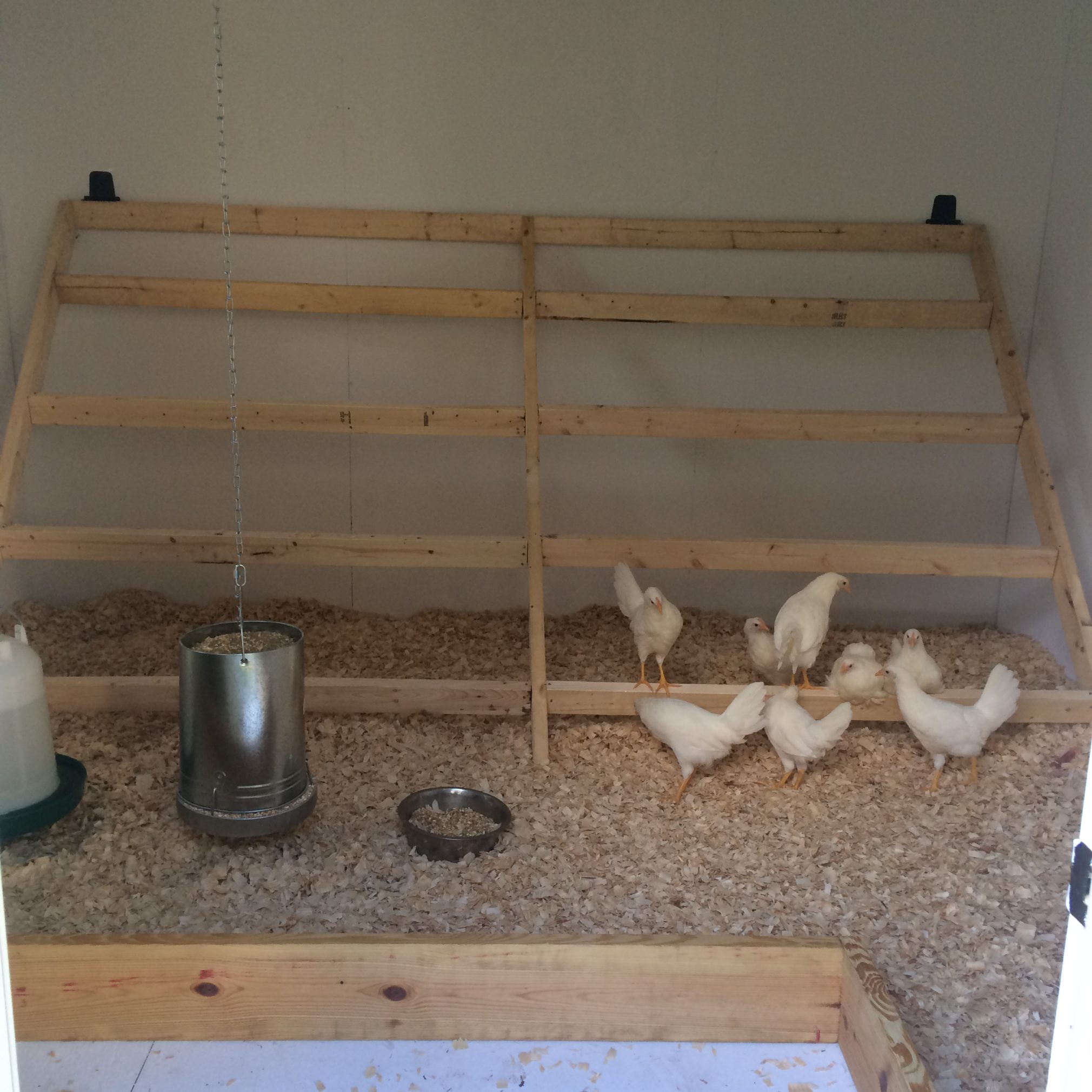 Does having chickens save money? Budgets Made Easy