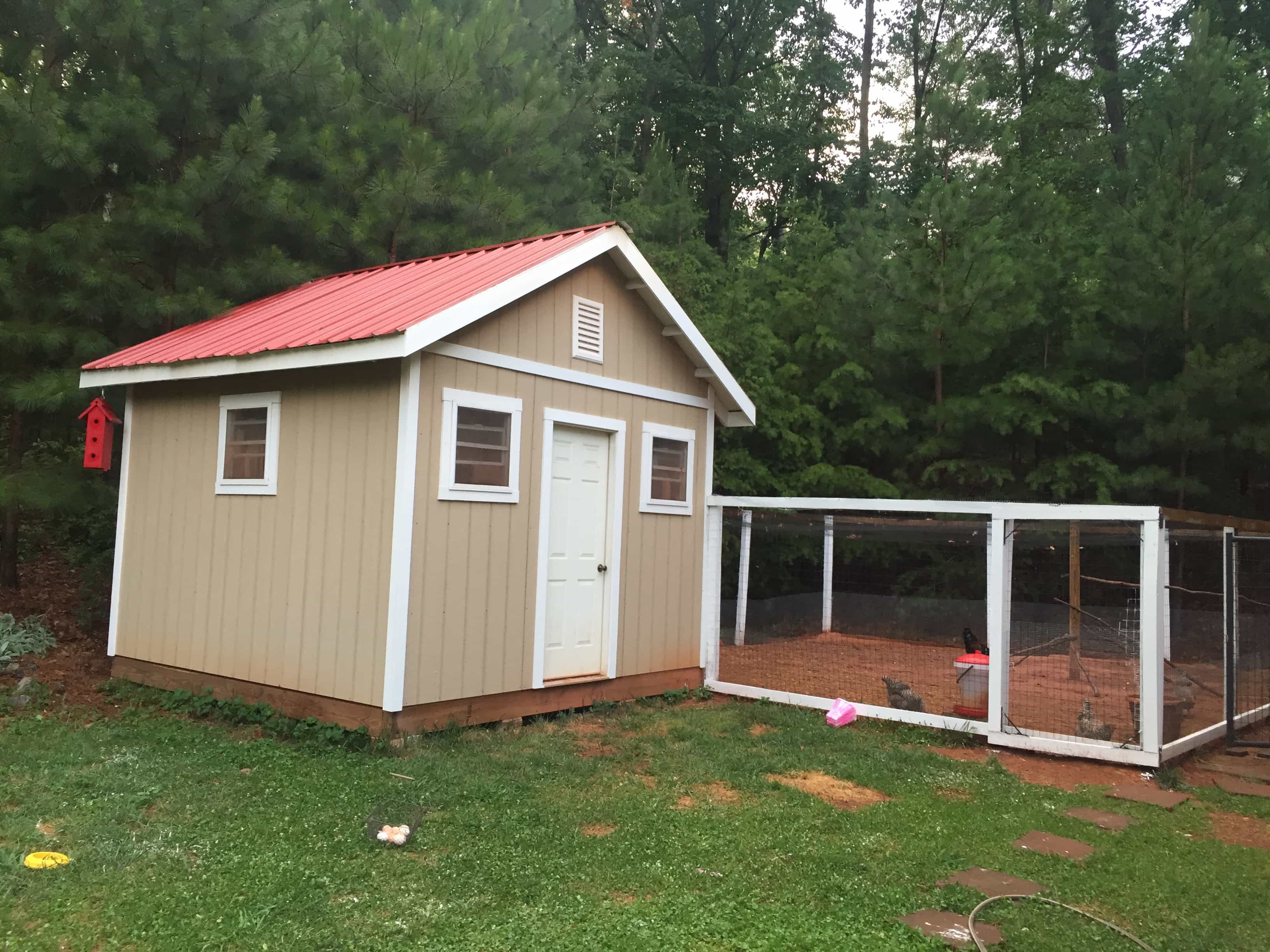 does having chickens save money