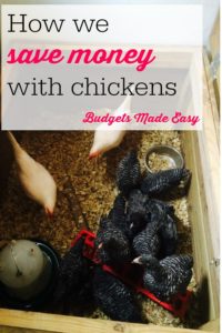 save money with chickens