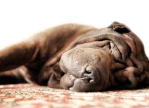 Hübscher brauner erwachsener Shar Pei schläft auf dem Teppich