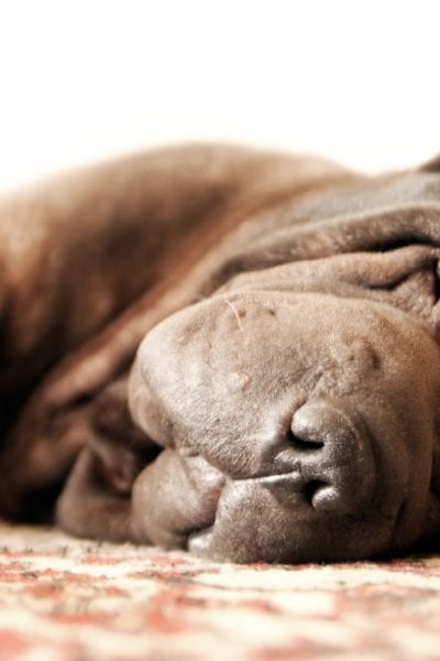 Pretty Brown Adult Shar Pei Sleeps On The Carpet