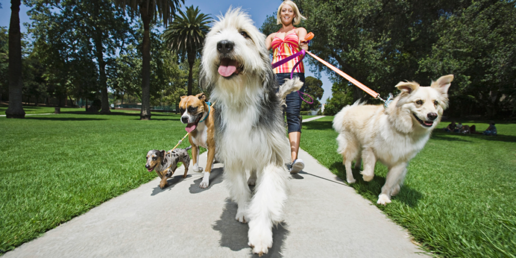 A lady walking four dogs as a side job to help become a millionaire. 